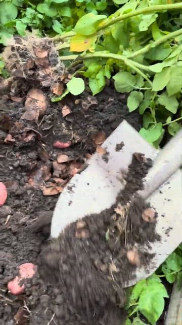 Ред Наут подкапываем молодую картофель #огород