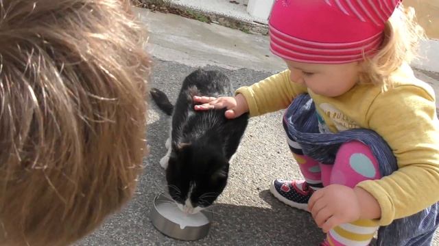 Диана Кормит Котика Молочком Funny Cats Videos