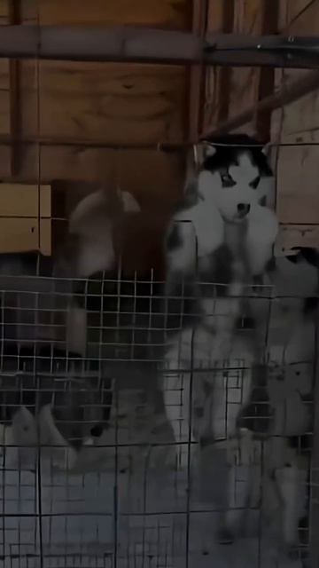 Удивительные животные !!! #юмор