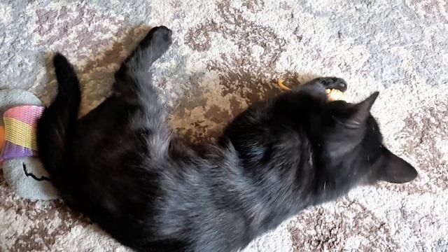 Слепая кошечка Соня играет своим подарком