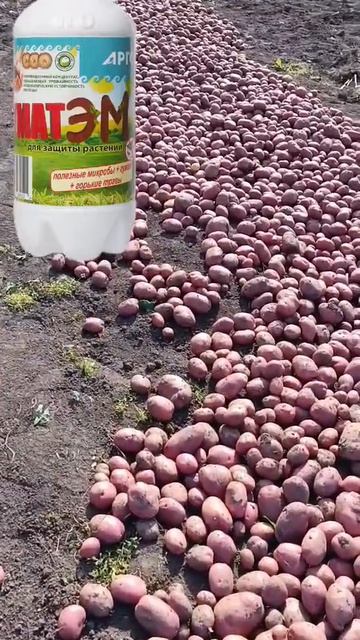 Урожай картофеля с использованием 