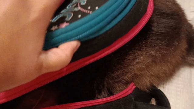 кот в рюкзаке😺