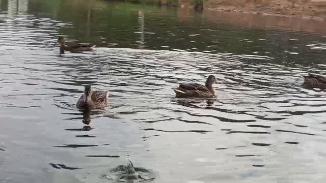 утки вечерком