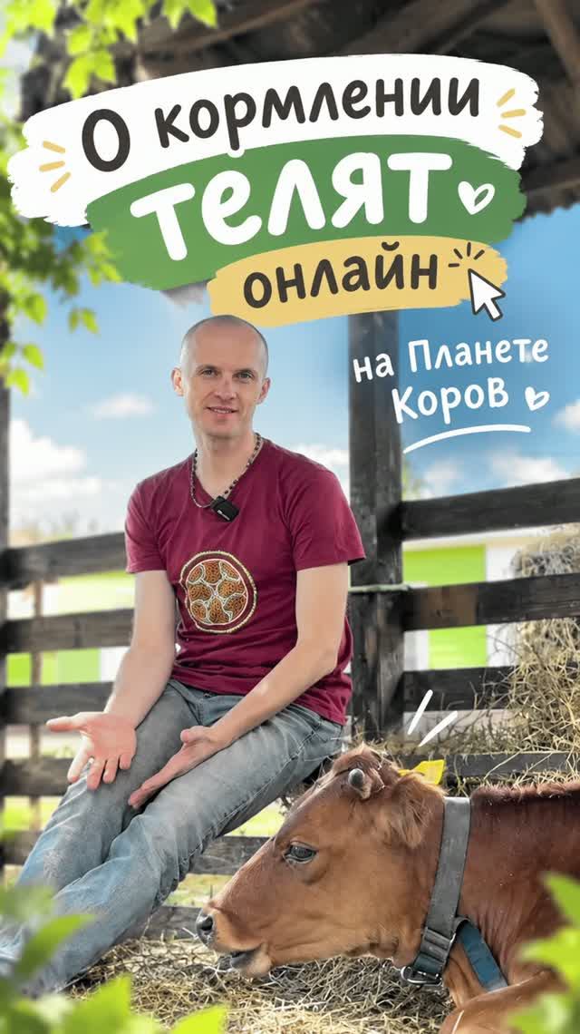 Можно дать вкусняшку теленку в любое время онлайн на Планете Коров