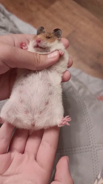 Кайфует и точка😂🐹💜