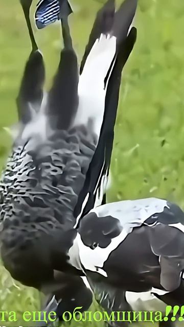 Удивительные животные ворона достаёт другую !!!