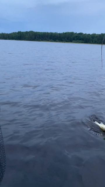 УЛОВ ЗА 4 ЧАСА 🎣 #panoptix #fishing #спиннинг #судак #рыбалка