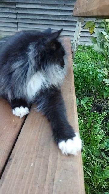 МИШКА 😻😻😻КРАСАВЧИК 😍😍😍#кот#веселыекоты