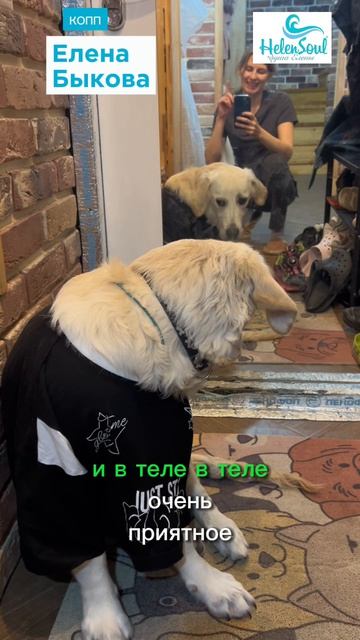Будни КОПП и Феникса