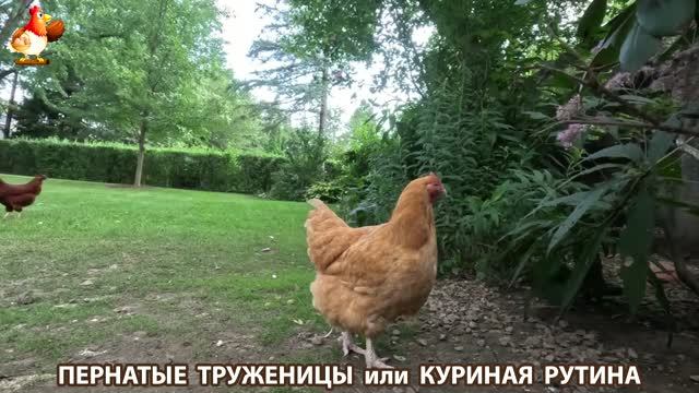 Куриная рутина – что делают куры на выгуле 😂 эпизод (197)