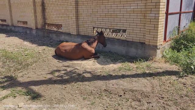 Жеребцы снова на своём месте — будто дежурят на дороге между морем и ЖК «Кипарис»