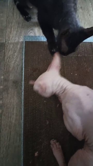 Отличная большая когтеточка! Коты одобрили!❤️