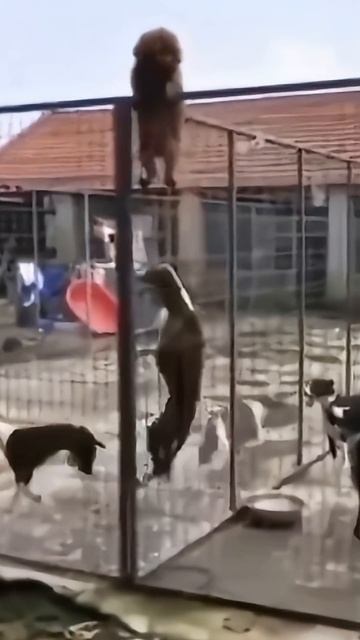 Удивительные животные !!!