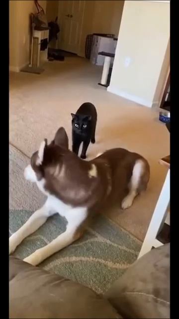 Кошка+собака=❤️