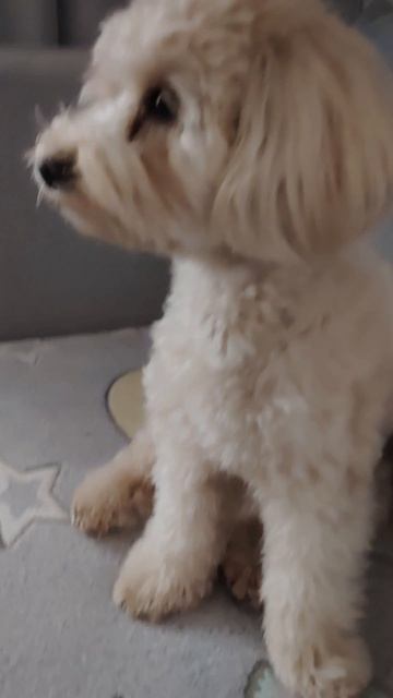 Сижу с Лорой