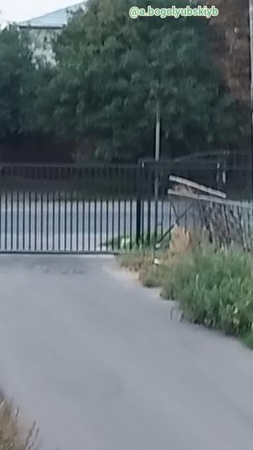 Кошак гуляет на стоянке