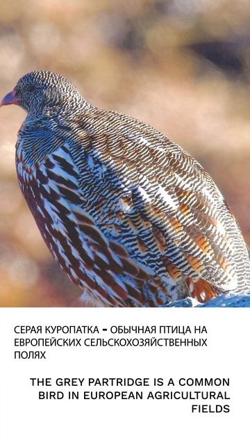 Куропатка
