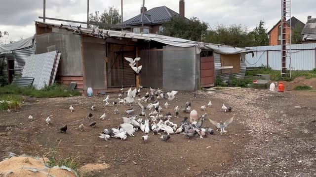 26.08.2026г Птица в Небе!!!