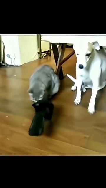 Удивительные животные !!! #кошки #юмор
