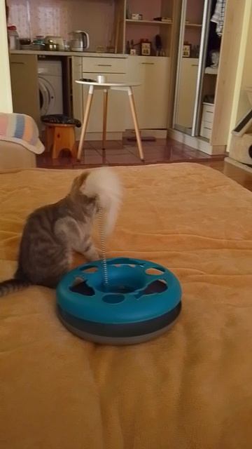 Чем занять котенка