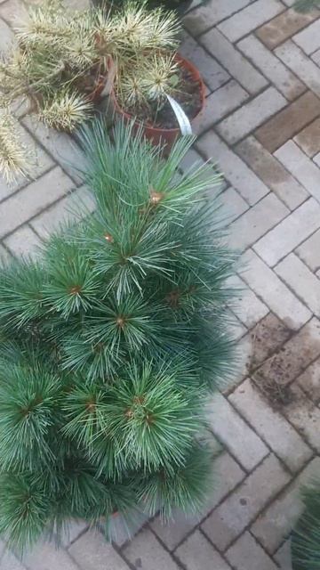 ❤🌲Сосна Веймутова Макопин
✔Продажа растений в макс и телеграм канале: Https://t.me/love_is_hvoiny_dv
