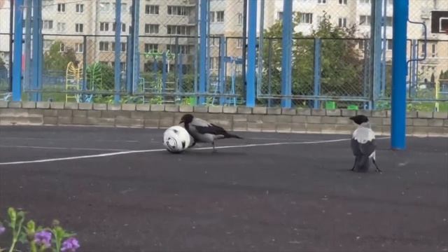 😅 Вероятность увидеть ворон играющих в футбол мала, но никогда не ровна нулю