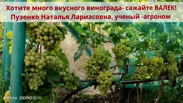 Виноград Валек- роскошь муската и каскад крупных ягод. Пузенко Наталья Лариасовна