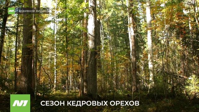 Стартует сезон сбора кедровых орехов. Нижневартовск