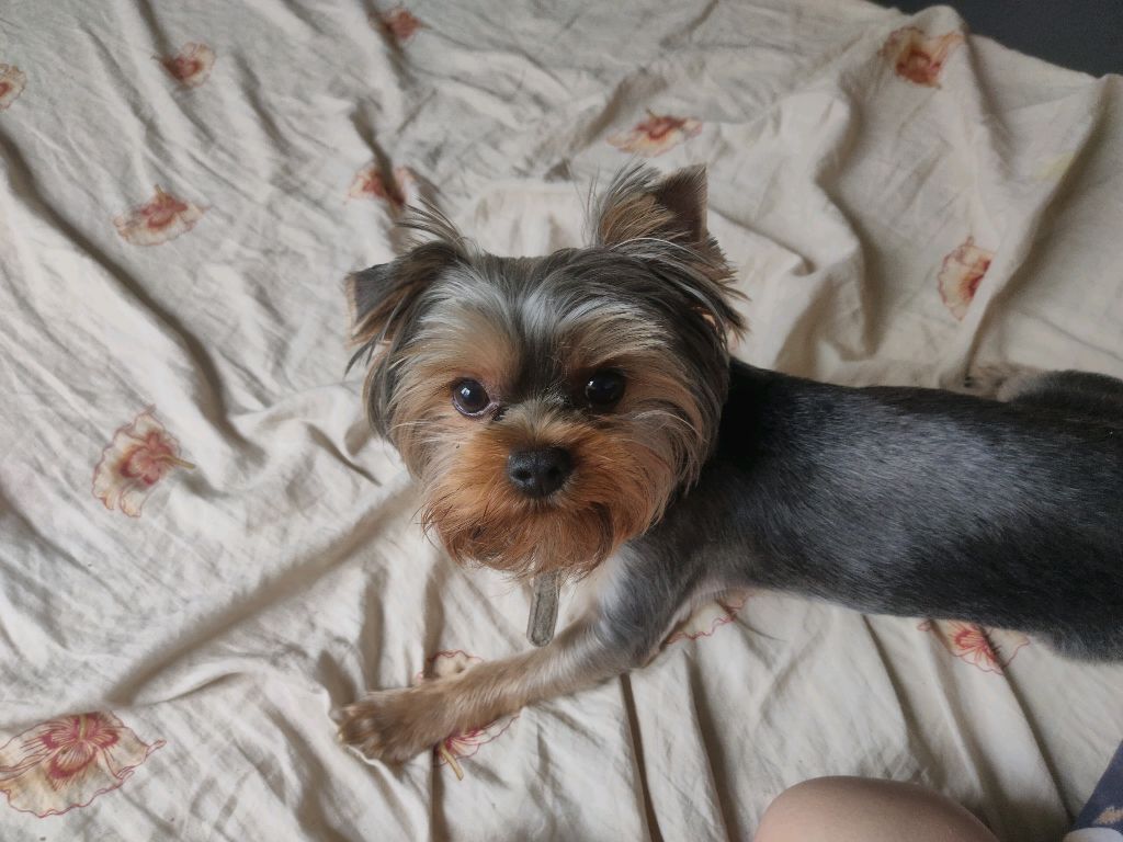 собака бесится