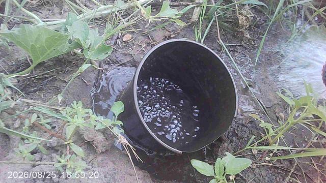 Полив дыни во влагозарядковые лунки
