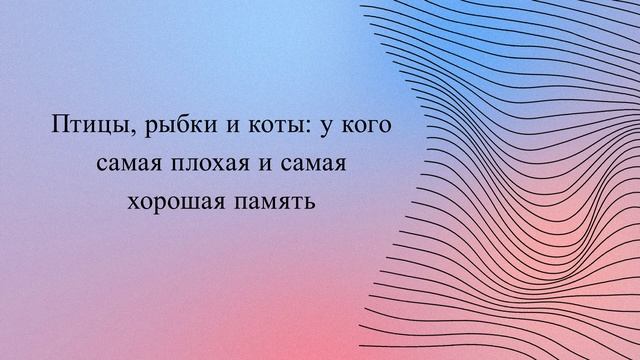Птицы, рыбки и коты: у кого самая плохая и самая хорошая память