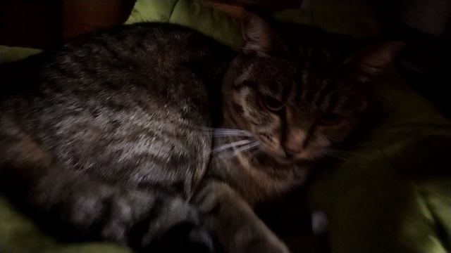 моя кошечка