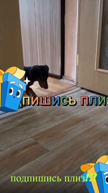 Удивительные животные !!!