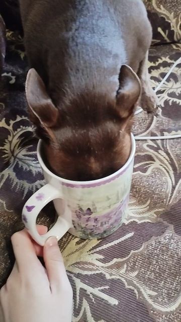моя собака решила попробовать кофе,ну я том чесли засняла этот момент 🤭☺️