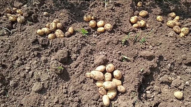 Урожай картошки раннего сорта из двух килограммов