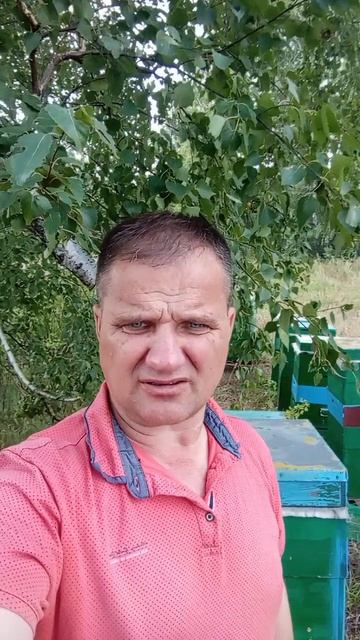 Среднерусские пчелы на гречихе