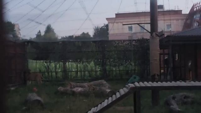 DKOI2644_25.08.2026-Видео от Светланы