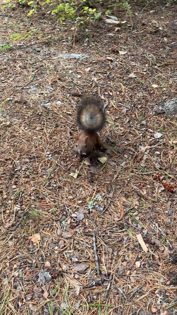 Встреча в парке 🐿️ г.Стрежевой, Томская область