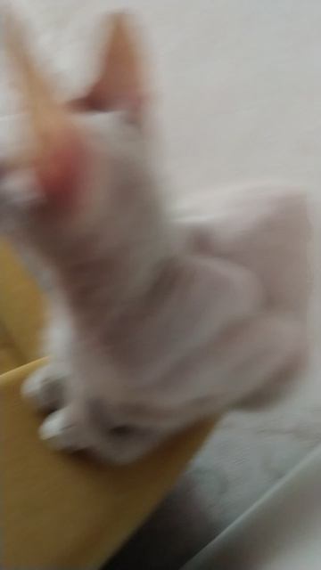 моя кошка милая?