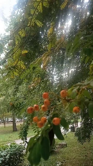 Я брожу по листьям #сибирь#барнаул#погода
