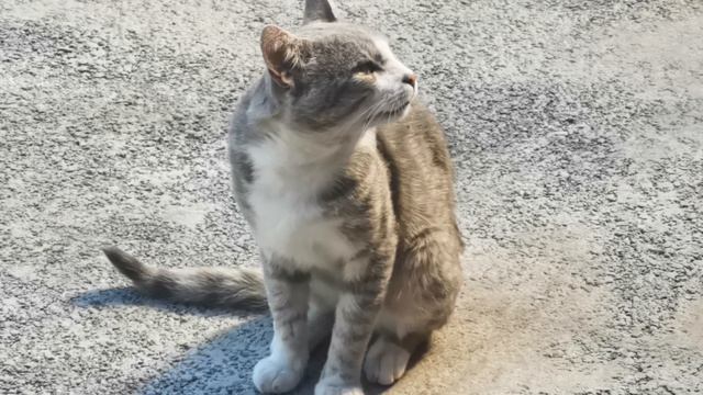 Кот
