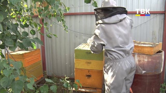 Мёд без лишнего: в чём польза и сколько можно съедать без вреда