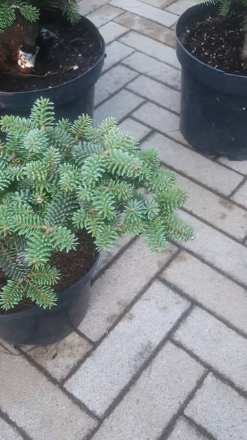 ❤🌲Пихта испанская Марокко
✔Продажа растений в макс и телеграм канале: https://t.me/love_is_hvoiny_dv