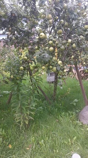 video_16127947268057.mp4