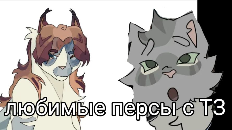 Наши любимые персы с тихой звездой