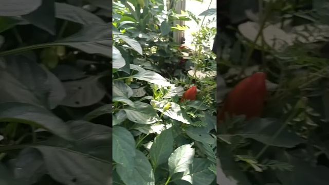 Как я выращиваю овощи на Урале🏔️🥒🌶️Жизнь на Урале