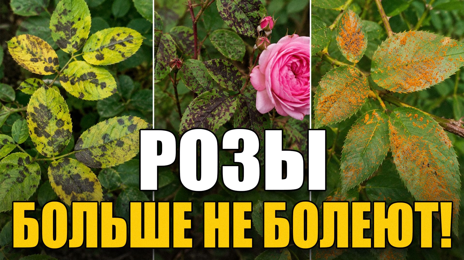ЭТО вмиг оживит розы! / ПЯТЬ САМЫХ ОПАСНЫХ БОЛЕЗНЕЙ РОЗ