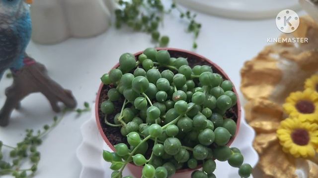 Крестовник Роули уход, размножение ☘️☘️☘️
