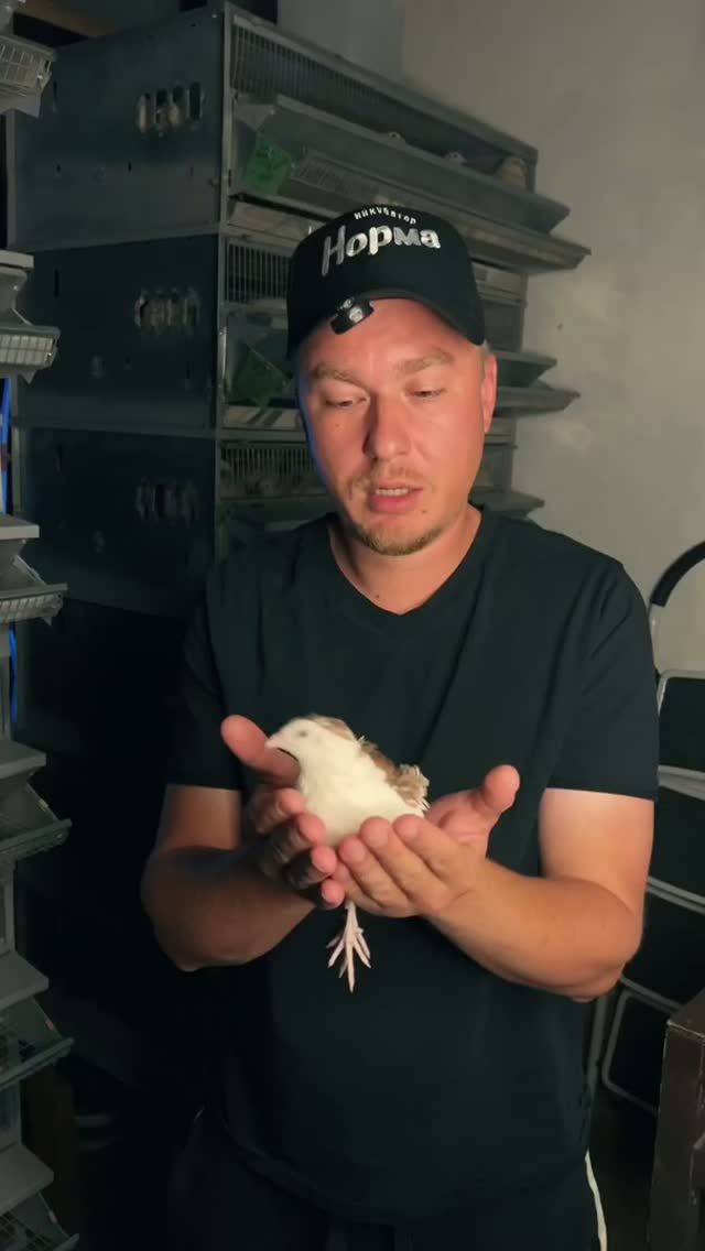 🐣 Инкубаторы «НОРМА» — то, что нужно для вывода перепелов!