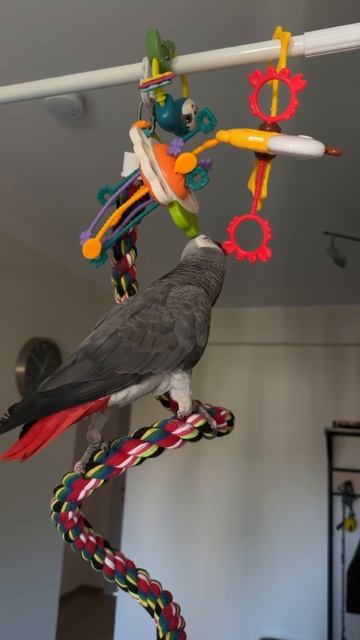 26-08-2026. Попугай 🦜 Девочка Гуччи.